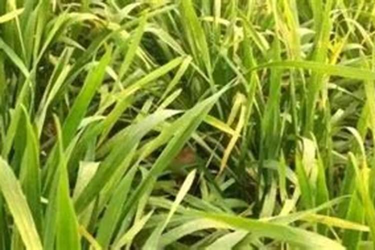 小麦苗发黄、一段绿一段黄。