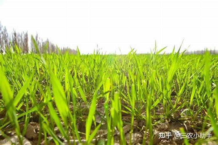 小麦苗黄苗弱苗怎么补救
