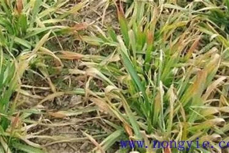 麦子灌浆期打什么叶面肥好