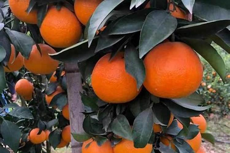 十一月份可盆栽爱媛吗？