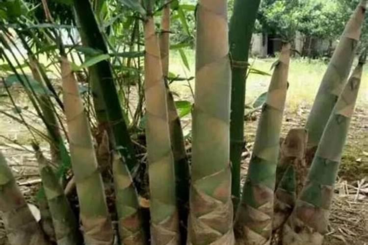 冬季竹子浇水怎样浇？