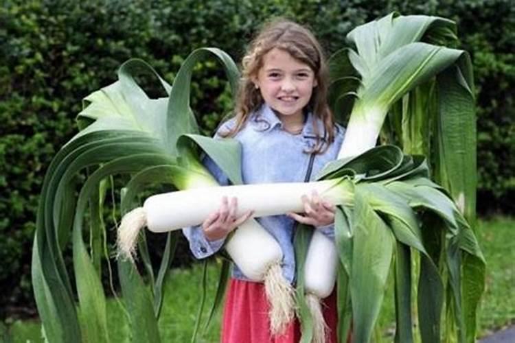 缺钾吃什么补的最快