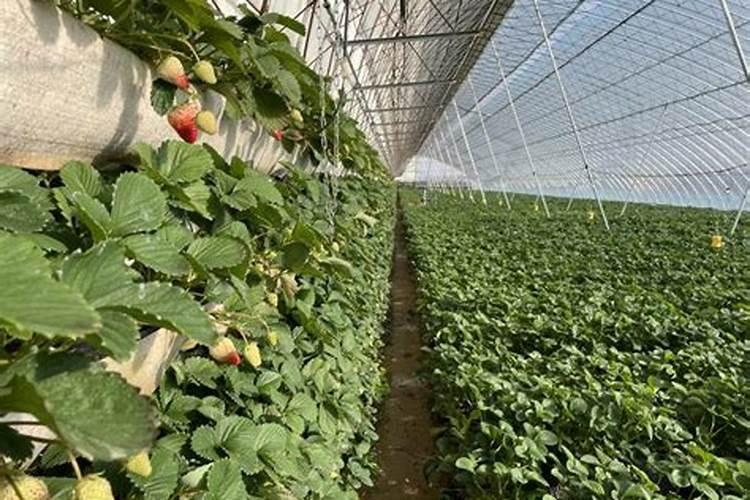 草莓上如何施水溶肥促幼果膨大？施用方法