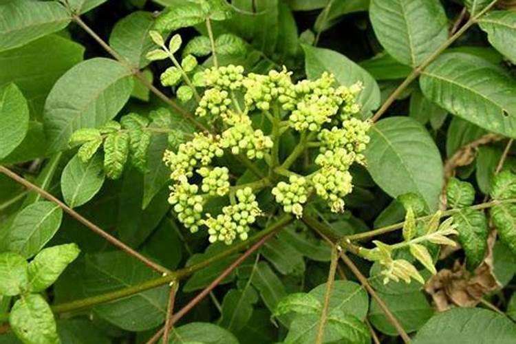 艾草上什么肥料？