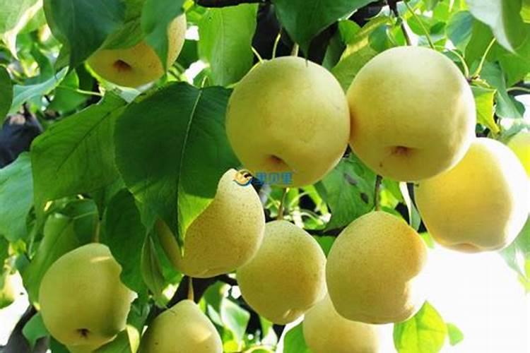 梨树发现缺素症后要做些什么？