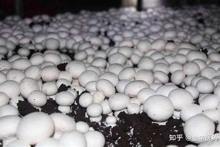 双孢菇的栽培技术