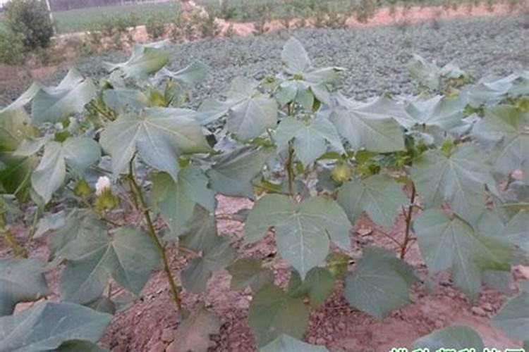 棉花缺锌要怎样施用锌肥改善？