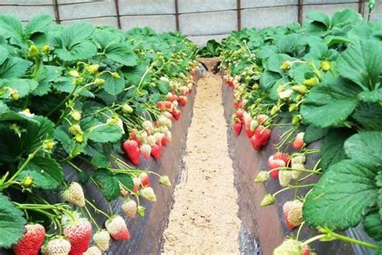 草莓要施什么肥料