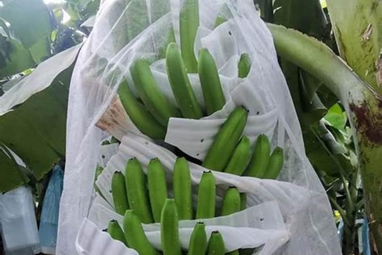 香蕉一般施什么肥