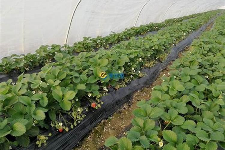 草莓种植施肥技术