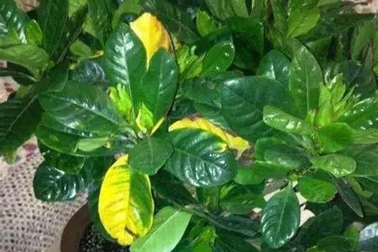 施氮肥后浇水的目的