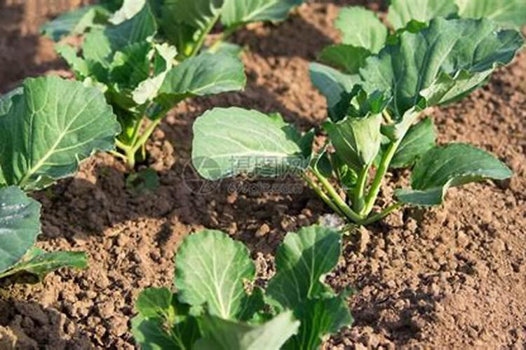 14羟基芸苔素正确使用方法