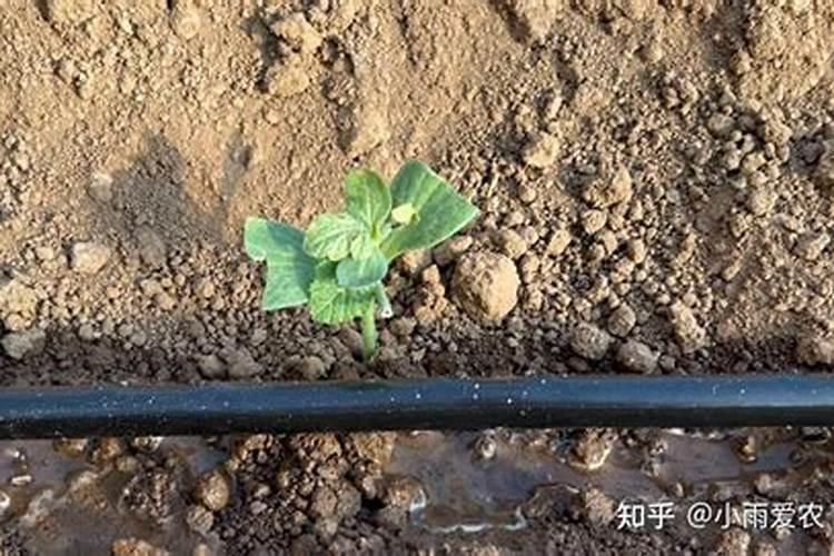 怎样在外观区分氮、磷、钾肥？？？