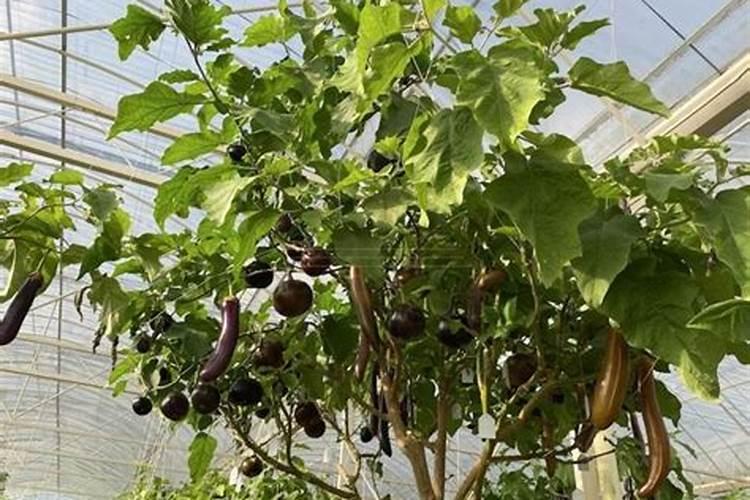 茄子打老枝什么时候打