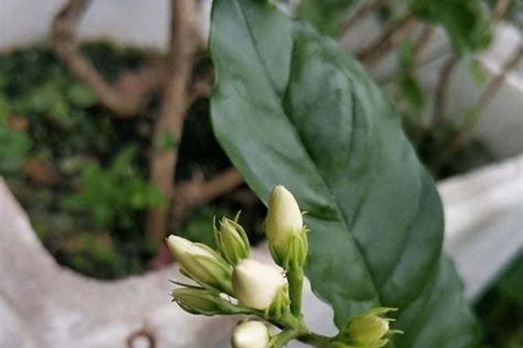 茉莉花的施肥方法