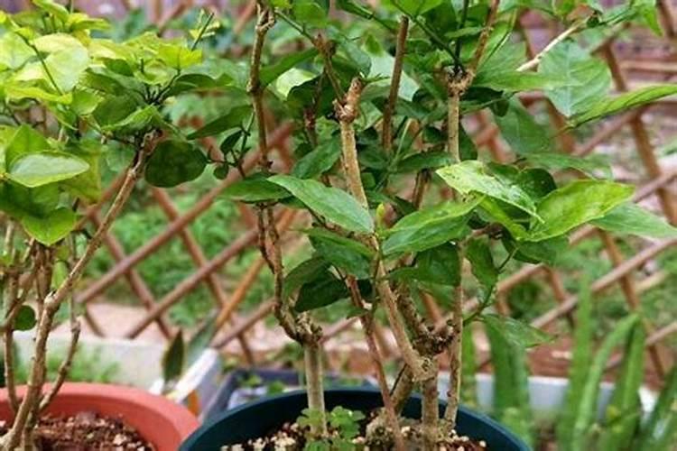 茉莉花四季怎么施肥