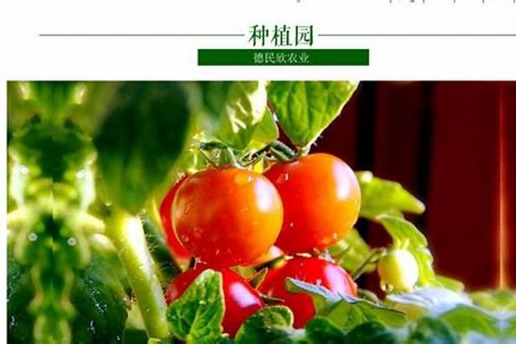 番茄在开花的时候适合用啥叶面肥来补充养分？