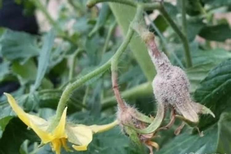 灰霉病防治用什么药最好