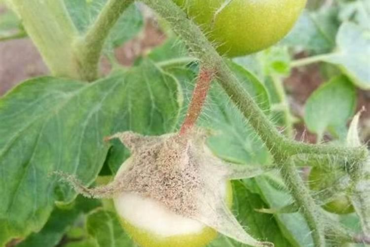 韭菜得了灰霉病怎么办