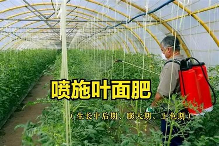 喷施叶面肥有哪些好处