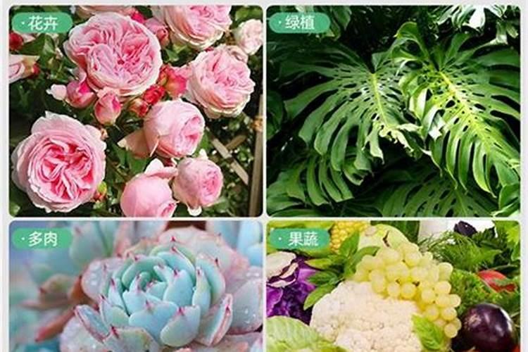 硫酸钾肥多少钱一袋100斤