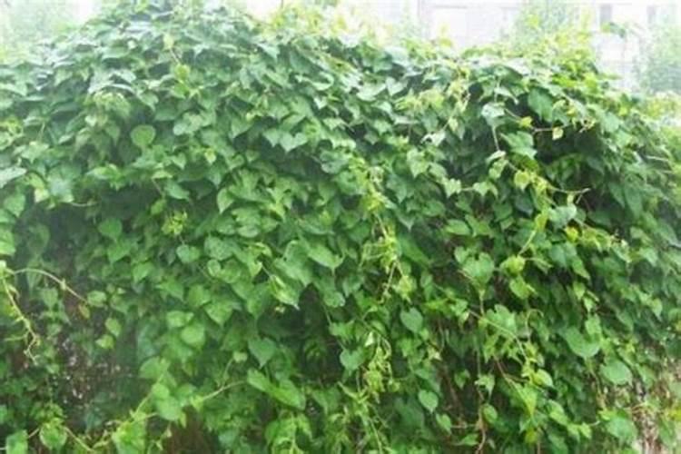 怎样栽培何首乌 种植何首乌需要什么条件