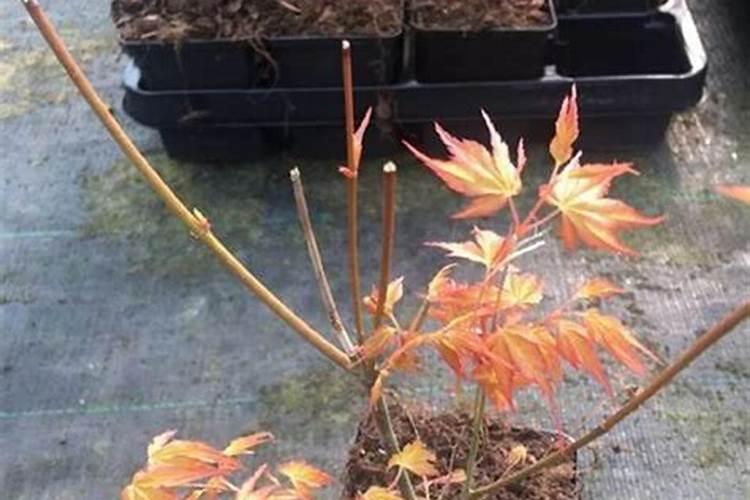 金杆枫怎么施肥好？适应性怎么样？