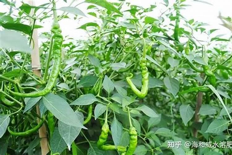 辣椒如何施磷肥