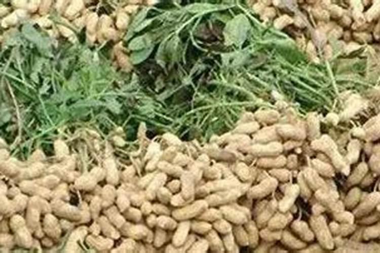 花生增产种植用腐植酸水溶肥,怎么用合适