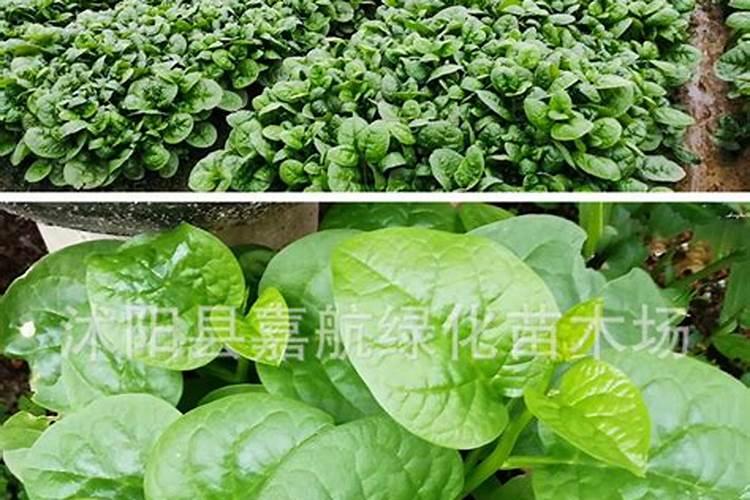 黄豆叶子发黄是什么原因 黄豆应该怎么种植