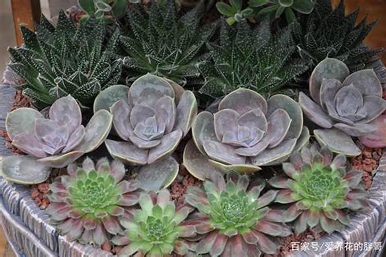 磷肥可以养花吗