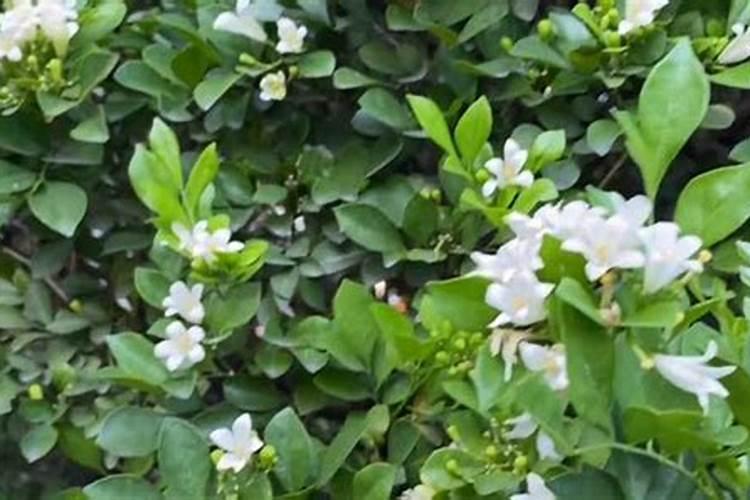 盆栽九里香的养殖方法