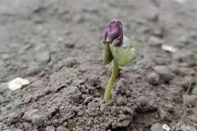 棉花什么时候使用矿源黄腐酸钾最好