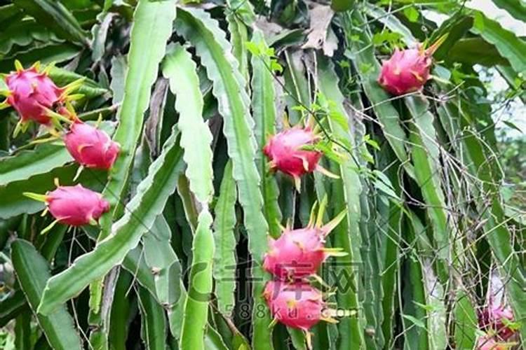 火龙果施什么肥最好 火龙果的施肥要点