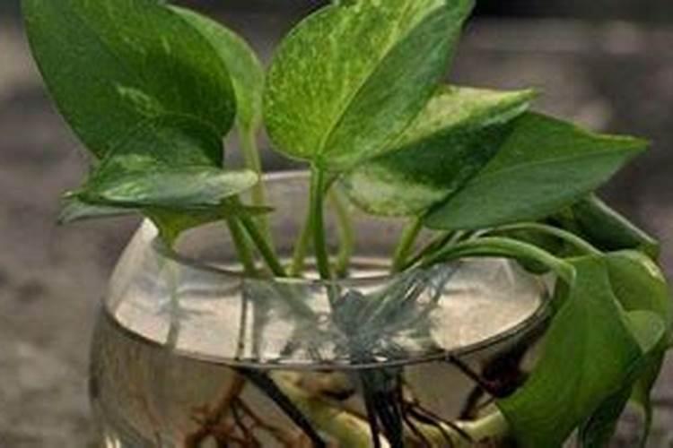 水培植物放什么长得好,可以放复合肥吗