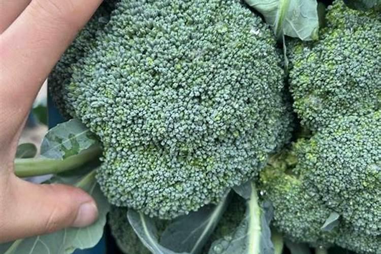 西兰花水溶肥施用方法有哪些？