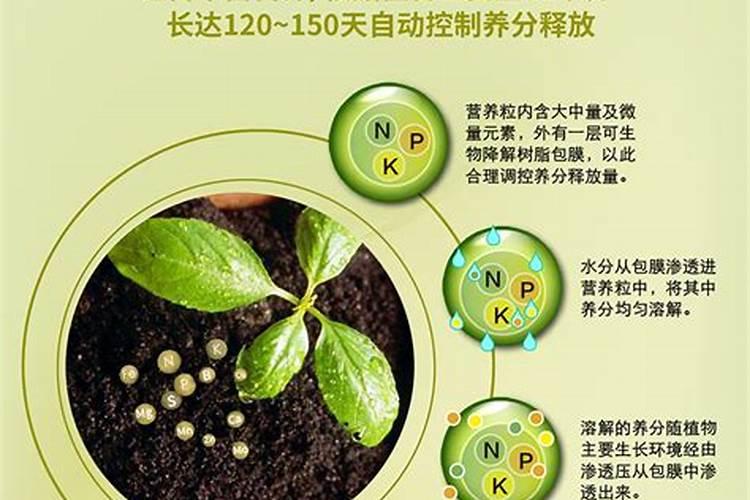观果类盆花要怎样施肥？
