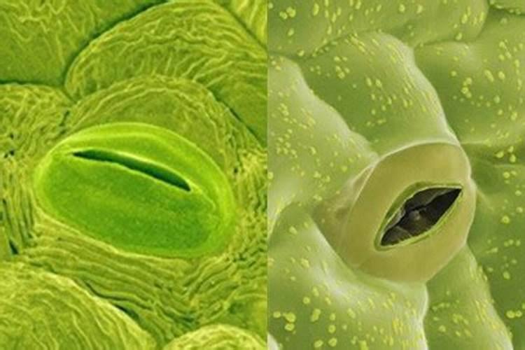 大葱卫士杀虫混用正确方法