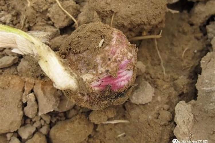 钾肥过多对大蒜有危害吗