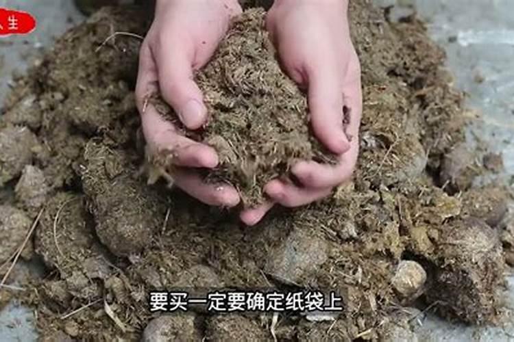 哪种肥料利于长根生叶