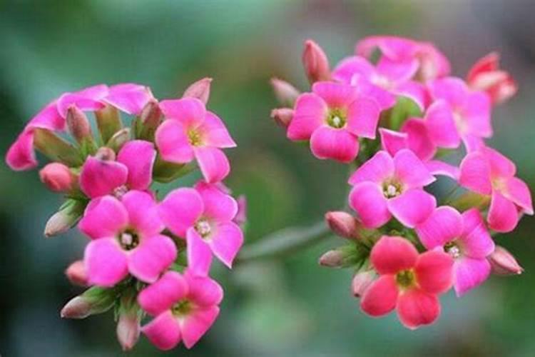 月季开花时能用尿素肥吗月季肥料的正确施肥方法