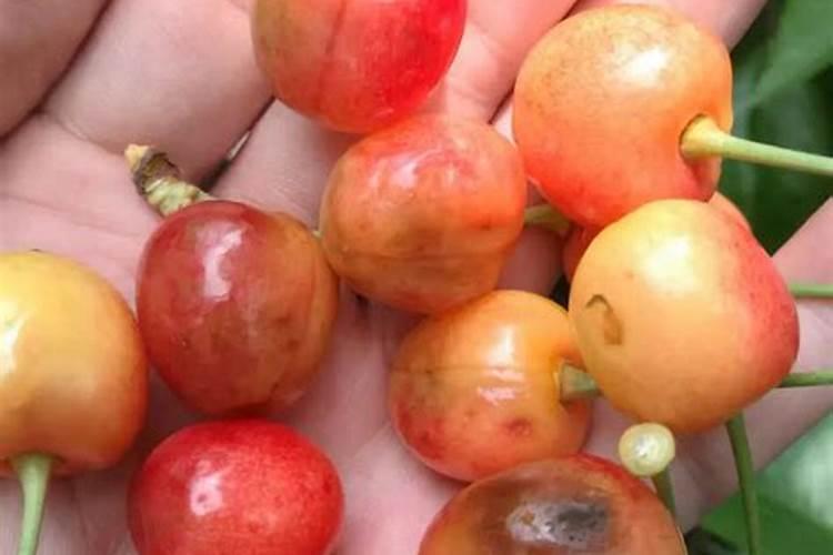 樱桃结果期冲施什么肥料好？樱桃膨果期用哪种水溶肥效果好？