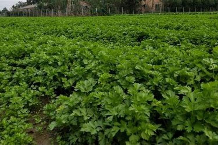 种芹菜怎么用肥才长得快 种芹菜如何用肥才长得快