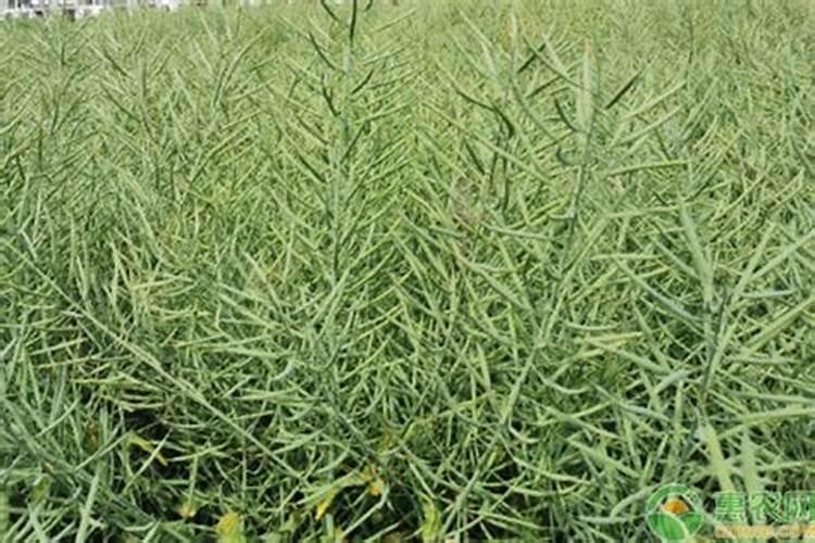 油菜籽怎么种植才能高产