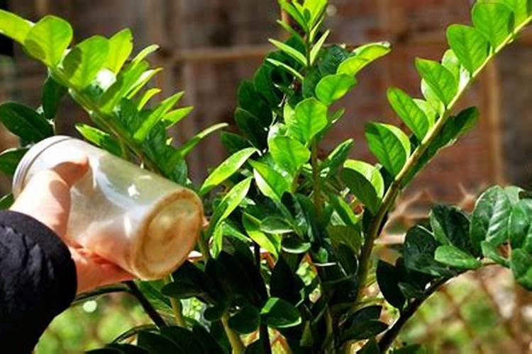 多肉植物是浇营养液还是用肥料？