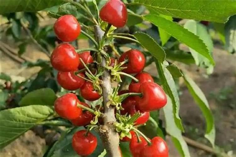 大樱桃树秋季施肥量如何确定