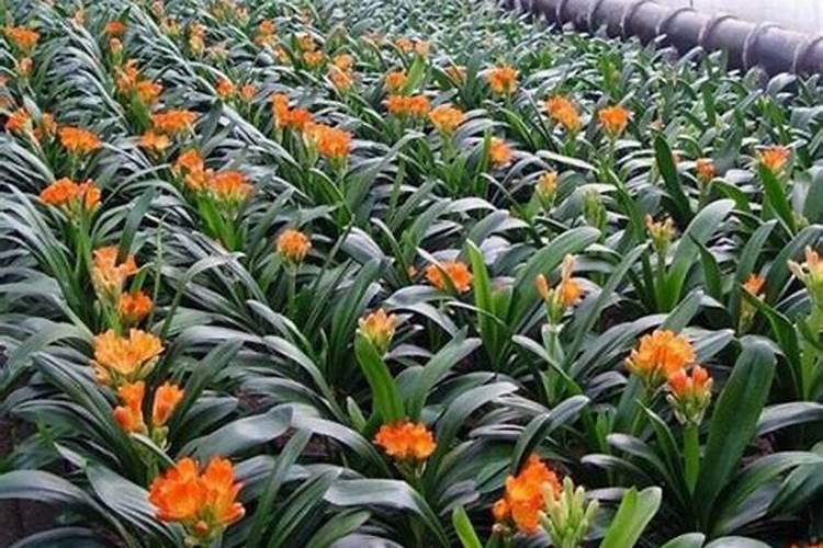 君子兰需要怎样肥料？