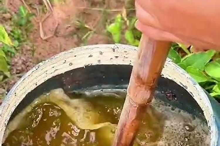 芝麻肥料怎么使用