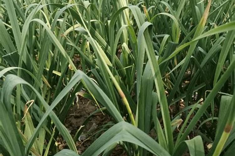 大蒜叶面肥配方大全