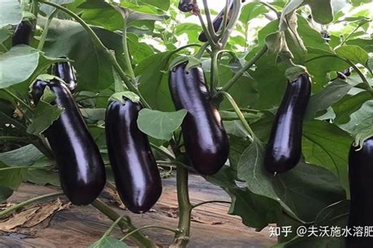 茄子种植什么时候好？叶面肥防病用什么好